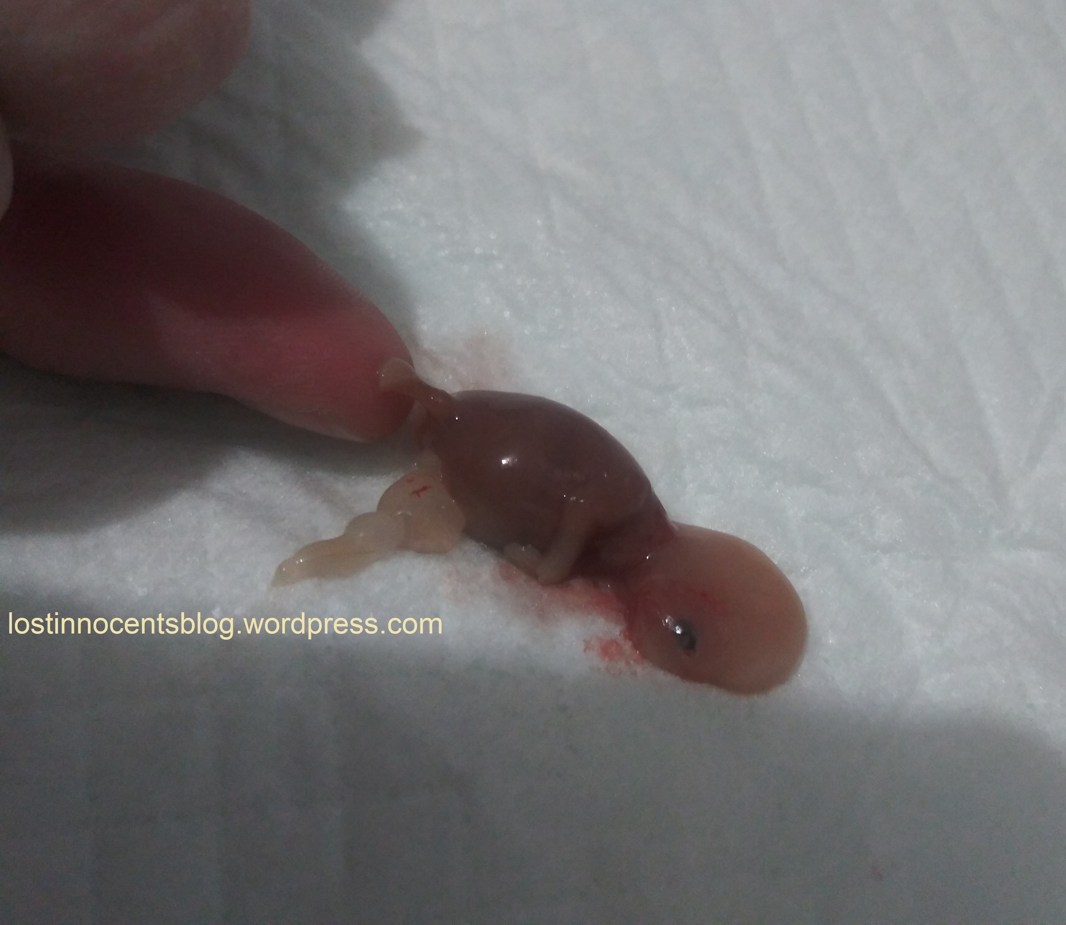 Heavenly's twins - Arrow 11 weeks 2 WM