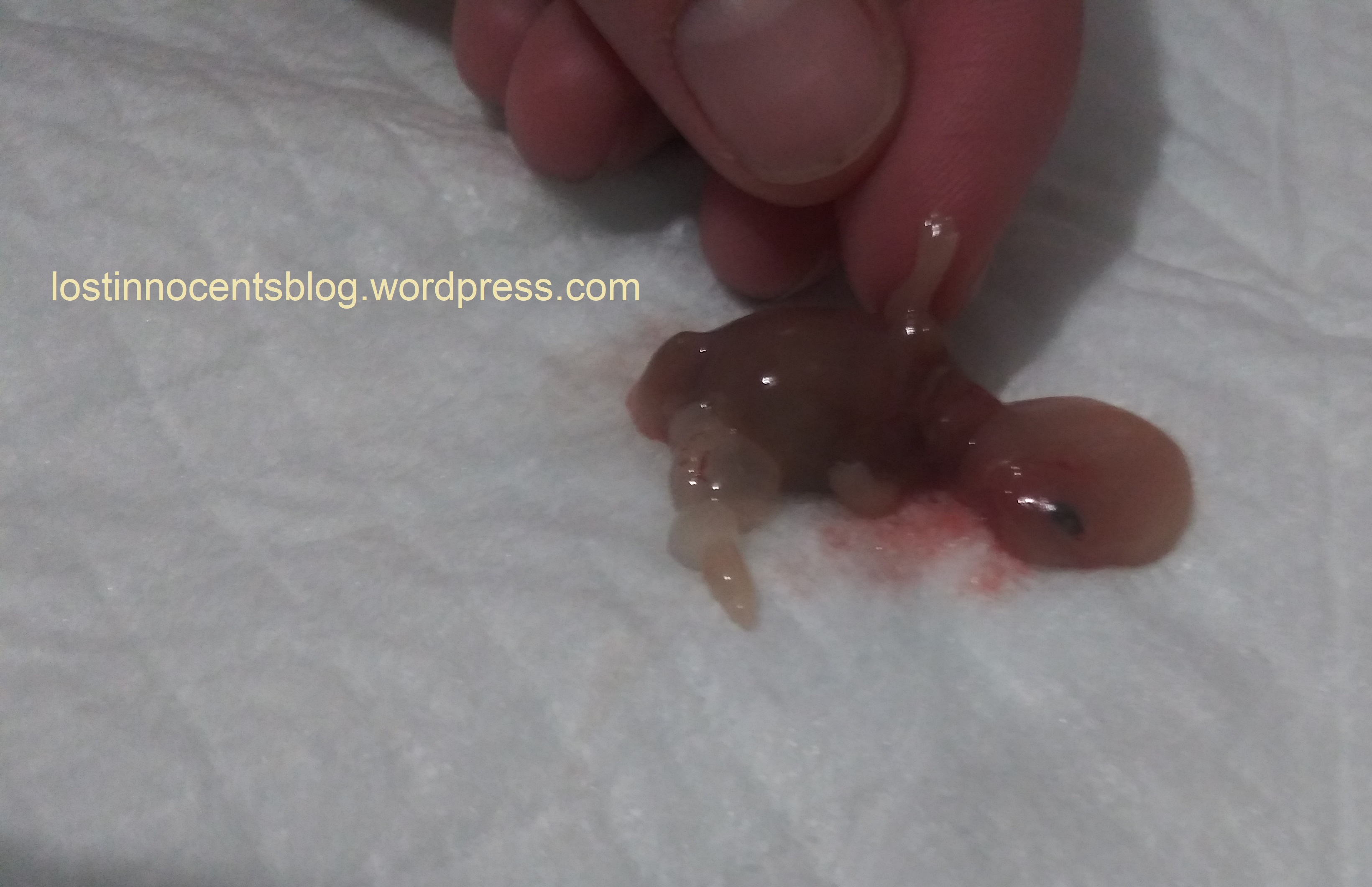 Heavenly's twins - Arrow 11 weeks 3 WM