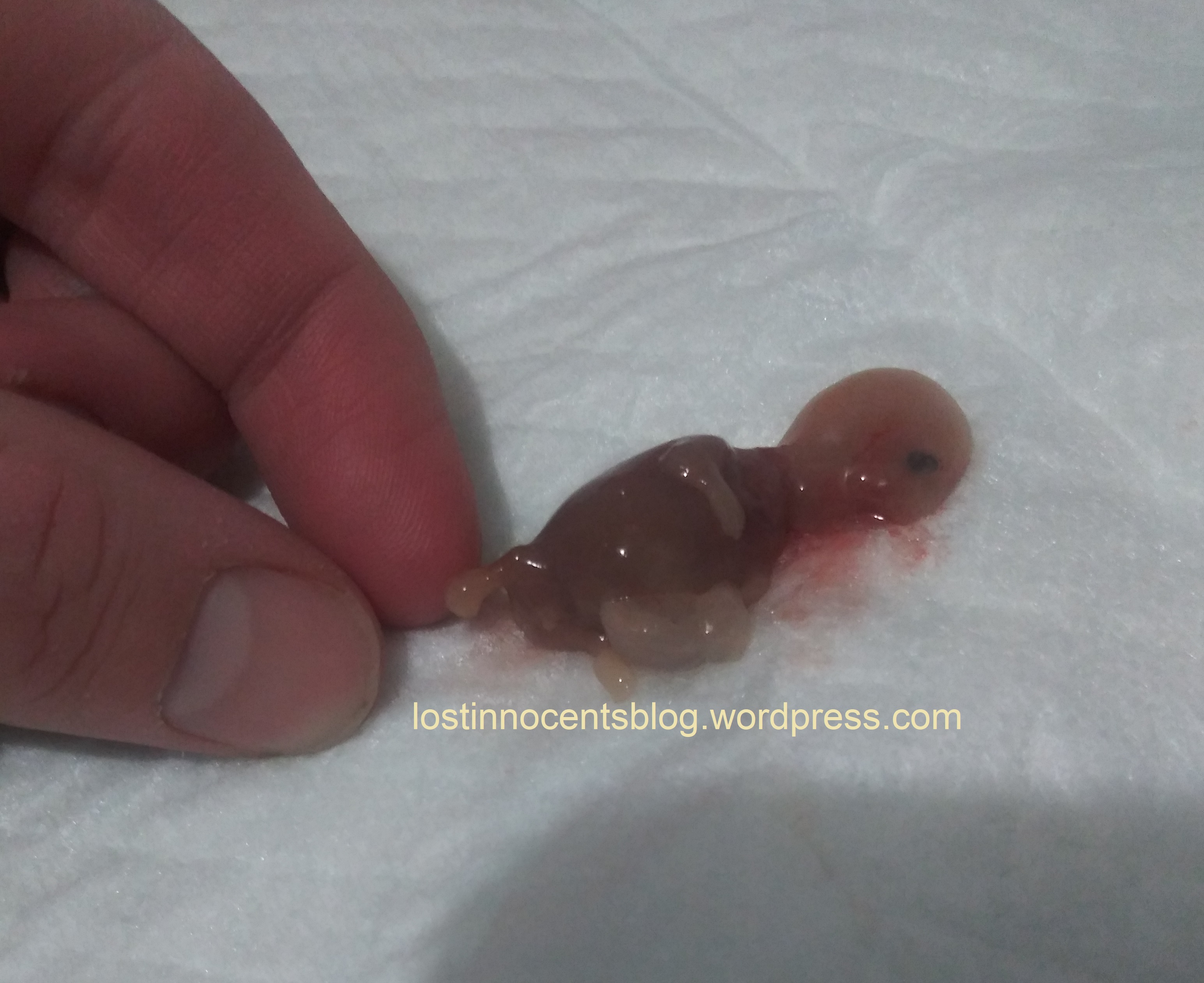 Heavenly's twins - Arrow 11 weeks 4 WM